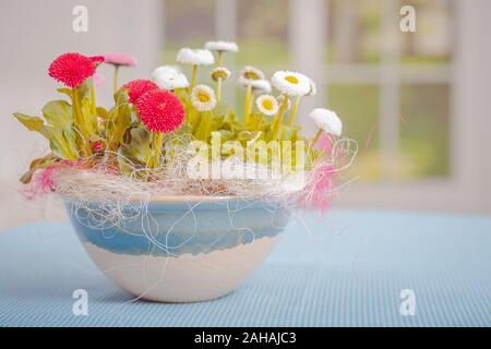 einen Topf mit Gänseblümchen alias Bellis perennis Stockfoto