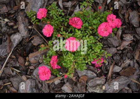 Kleinstrauchrose Knirps im Blumenbeet mit Rinde Stockfoto