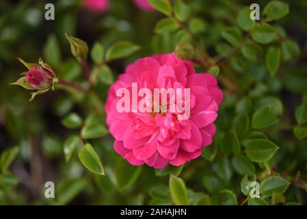 Kleinstrauchrose Knirps Kordes stieg aus nächster Nähe Stockfoto