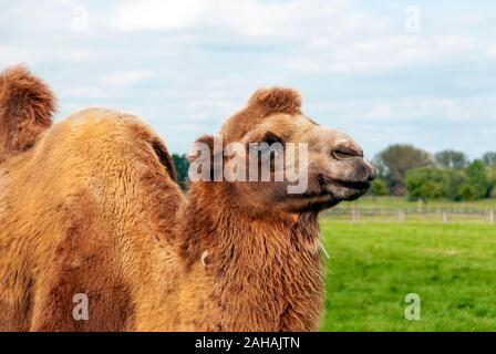 Doppel humped Camel auf der grünen Wiese in Österreich Stockfoto