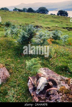 Western Highlands, Schottland, Großbritannien. Blick in Richtung der Insel Mull, Schafe Schädel, Flechten Stockfoto