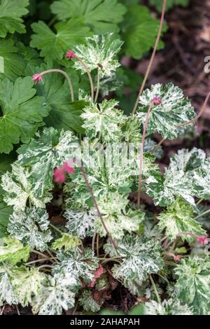 Korallenglocken Heuchera „Schneeengel“ Heuchera Blätter Stockfoto