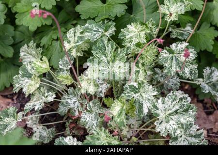 Korallenglocken Heuchera sanguinea „Schneeengel“ verlässt Heuchera Stockfoto