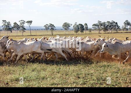 Nelore Kühe auf der Wiese in Parana, Brasilien Stockfoto