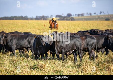 Angus Rinder auf einem Bauernhof in Parana, Brasilien Stockfoto