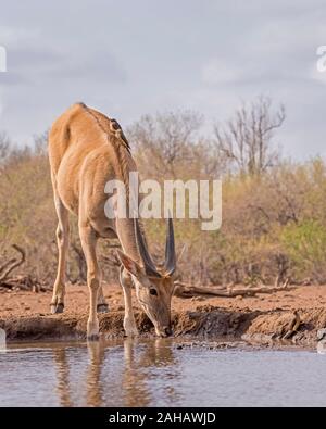 Eland Trinken an einem Wasserloch in Botswana, Afrika Stockfoto