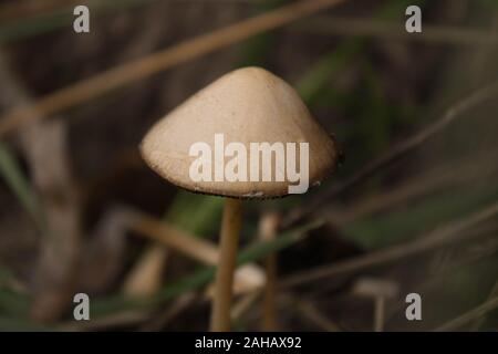 Der Pilz im Wald Stockfoto