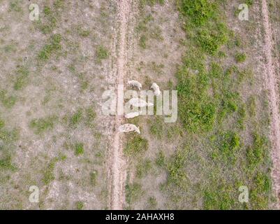 Luftaufnahme von trockenen Schäferei in Cedar City, Utah, USA Stockfoto