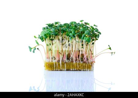 Frische microgreens. Sprossen von rettich daikon isoliert auf Weiss. Stockfoto