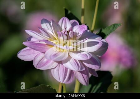 Detaillierte Nahaufnahme von einem schönen rosa und weißen 'Twilight' Dahlie Blume blühen in den hellen Sonnenschein Stockfoto