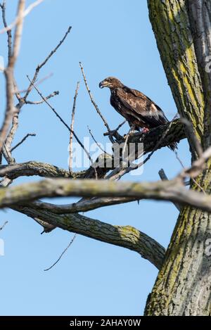 Junge Adler saß auf Gliedmaßen hoch über dem Boden in der Natur finden Stockfoto