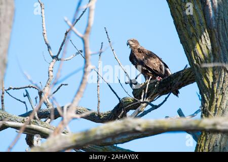 Junge Adler saß auf Gliedmaßen hoch über dem Boden in der Natur finden Stockfoto