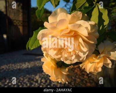 Nahaufnahme des schönen orange Rosen auf rosenbusch mit Blättern und Nachmittag Sonne sichtbar. Schuß an der Abtei von Rosen in Norditalien. Stockfoto