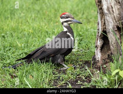 Detailansicht Der größte Specht in Nordamerika, die Pileated Woodpecker (Dryocopus pileatus) auf Gras in der Nähe von toten Baum in Québec, Kanada gehockt Stockfoto