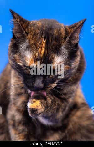 Schwarze und rote Schildkrötenkatze auf blauem Hintergrund Stockfoto