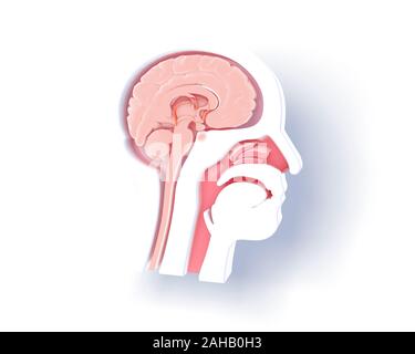 Darstellung der anatomischen Innenraum, ENT. Grafische Darstellung von realistischen Gehirn, Nase. 3D-Abbildung: Weiße menschlichen Kopf, Silhouette mit Schatten. Stockfoto