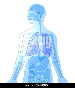 3D-Darstellung der menschlichen Anatomie aus transparentem Kunststoff blau Farbe hervorgehoben, Lunge, Gehirn, Nieren, magen, Knochen, Leber, Dickdarm. Stockfoto