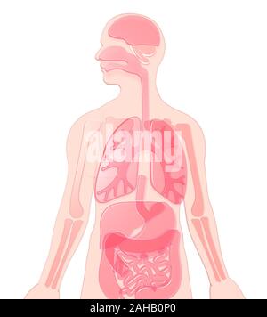 3D-Darstellung der menschlichen Anatomie aus rosa-rot halbtransparente Kunststoff, Lunge, Gehirn, Nieren, magen, Knochen. Stockfoto