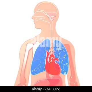 3D-Darstellung der menschlichen Anatomie aus halbtransparentem Kunststoff, Lunge und Herz, Gehirn, Nieren, magen, Knochen, Leber. Weißer Hintergrund. Stockfoto