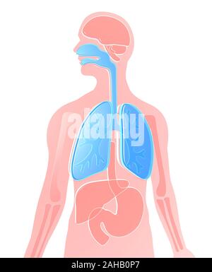 3D-Darstellung der menschlichen Anatomie aus halbtransparentem Kunststoff, Lunge, Gehirn, Nieren, magen, Knochen, Leber. Weißer Hintergrund. Stockfoto