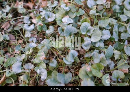 Nahaufnahme der Dichondra Silver Falls (Dichondra argentea) lässt an der Singapur Blume Kuppel, an Gärten durch die Bucht in Singapur Stockfoto