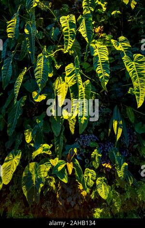 Riese, lange, grüne Blätter mit tiefen Furchen cast dramatische Schatten auf einer grünen Wand an der Singapur Cloud Forest Kuppel in Gärten durch die Bucht in Singapur Stockfoto