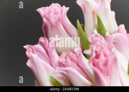 In der Nähe von rosa Tulpen auf einem dunklen Holztisch, Gruß Hintergrund oder Konzept Stockfoto