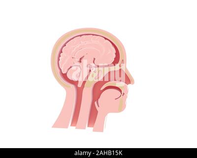 Vergrößerte Bild 3D der anatomischen Darstellung des leeren menschlichen Kopf, HNO, Otorhinolaryngologie, Kehlkopf, Nase, Zähne, Gehirn, Kopf Knochen. Stockfoto