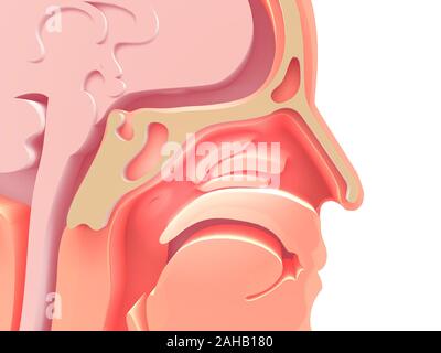3D-Bild der anatomischen Darstellung des leeren menschlichen Kopf, Hals-Nasen-Ohrenheilkunde HNO. Weißer Hintergrund. Stockfoto