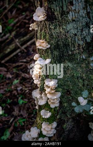 Weiß polyporaceae Pilze, als Regal oder Halterung Pilz bekannt, auf einem Baumstamm in die Esteros del Ibera in der Nähe von Colonia Carlos Pellegrini in der Provinz Corrientes im Norden von Argentinien Stockfoto