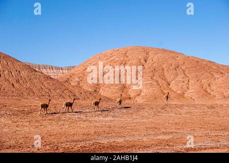 Eine Herde vikunjas Pass durch den roten Hügeln der Desierto de Laberinto, oder Labyrinth Wüste, in Tolar Grande in der Höhe des Altiplano puna Wüste in der Nähe von Salta in Argentinien Stockfoto