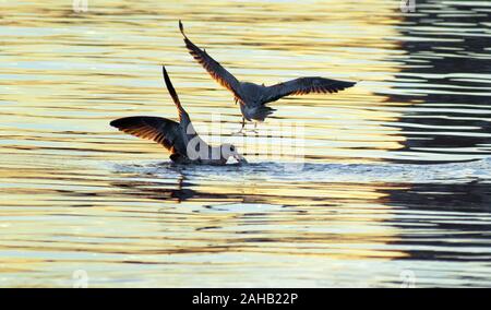 Fliegende Möwen kämpfen um einen Fisch im Mittelmeer an den spanischen Küsten. Stockfoto