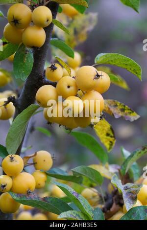 Malus 'Golden Hornet' X zumi. Crab Apple Früchte im Herbst. Stockfoto