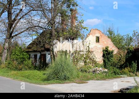 Verlassene Ruine der kleinen alten roten Ziegeln Familie Haus mit gebrochenen zerstört Dach umgeben von hohen Bäumen und Pampas Gras oder Cortaderia selloana Stockfoto