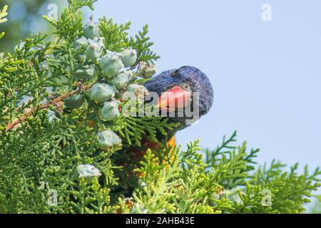 Adelaide, Australien. 28. Dezember 2019. Nahaufnahme eines australischen Rainbow Lorikeet (trichoglossus Moluccanus) Fütterung auf den Nektar einer Anlage. Credit: Amer Ghazzal/Alamy leben Nachrichten Stockfoto