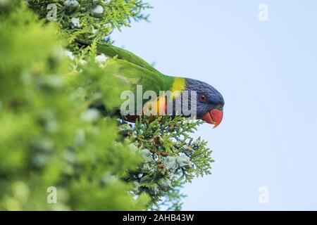 Adelaide, Australien. 28. Dezember 2019. Nahaufnahme eines australischen Rainbow Lorikeet (trichoglossus Moluccanus) Fütterung auf den Nektar einer Anlage. Credit: Amer Ghazzal/Alamy leben Nachrichten Stockfoto