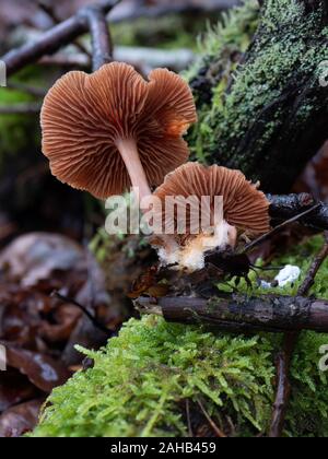 Tubaria furacea, im Allgemeinen bekannt als die erschreckende Twiglet, die in Görvälns Naturreservat, Schweden wächst. Stockfoto