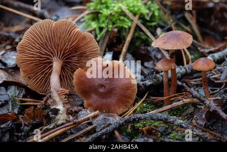 Tubaria furacea, im Allgemeinen bekannt als die erschreckende Twiglet, die in Görvälns Naturreservat, Schweden wächst. Stockfoto