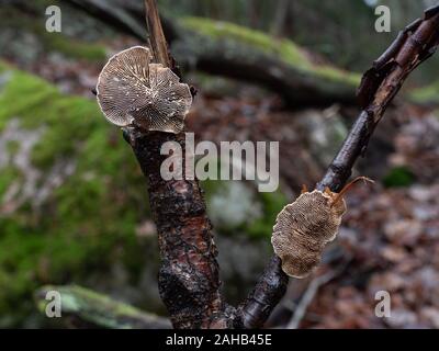 Lenzites betulina (Trametes betulina) bekannt unter den gebräuchlichen Namen gefräste Polypore, Birkenmazegill oder mehrfarbige Kiemenpolypore, die in Görvälns Naturreser wachsen Stockfoto