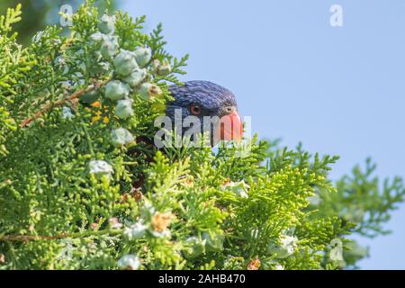 Adelaide, Australien. 28. Dezember 2019. Nahaufnahme eines australischen Rainbow Lorikeet (trichoglossus Moluccanus) Fütterung auf den Nektar einer Anlage. Credit: Amer Ghazzal/Alamy leben Nachrichten Stockfoto