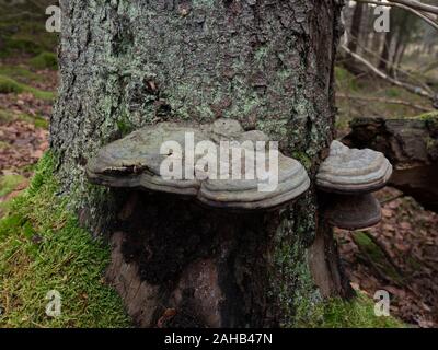 Stammzellen decay Pilz Rot Gurt conk (Fomitopsis pinicola) in Görvälns Naturreservat in Järfälla, Schweden Stockfoto