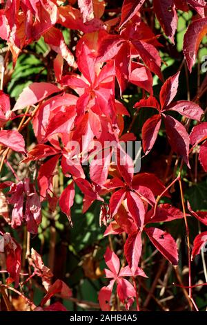 Hintergrund Textur aus Virginia Creeper oder Parthenocissus Subtomentosa oder Victoria Kriechgang oder Fünf leaved Efeu oder fünf Finger reichen Stockfoto