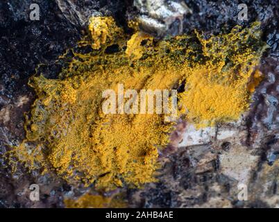 Plasmodium der Schleimpilze (Myxogastria) Badhamia utricularis wachsen auf Phlebia radiata Pilz auf einem birkenstamm in Görvälns Naturreservat, Järfälla Stockfoto