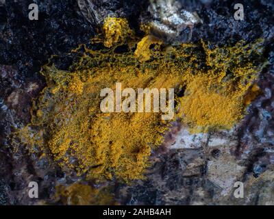 Plasmodium der Schleimpilze (Myxogastria) Badhamia utricularis wachsen auf Phlebia radiata Pilz auf einem birkenstamm in Görvälns Naturreservat, Järfälla Stockfoto