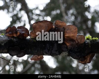 Exidia glandulosa (gebräuchliche Namen schwarze Hexenbutter, schwarze Gelatze oder warzig Gelierpilze) wächst in Görvälns Naturreservat, Järfälla, Schweden Stockfoto