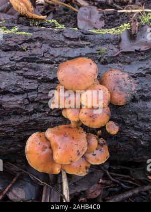 Samt Fuß Pilz auch als Winter Pilz (Flammulina velutipes) wachsen in Görvälns Naturreservat, Järfälla, Schweden bekannt Stockfoto