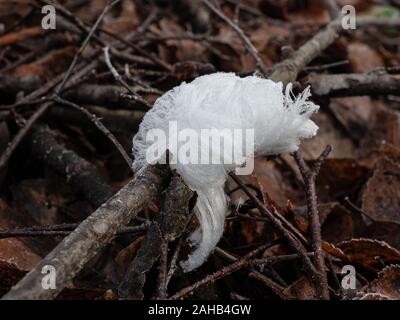 Haar Eis, auch als Eis Wolle oder Frost Bart genannt, ist eine Art von Eis, der sich auf Totholz und in Form von feinen, seidigen Haaren. Stockfoto