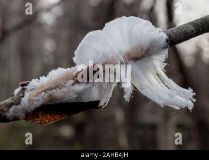 Haar Eis, auch als Eis Wolle oder Frost Bart genannt, ist eine Art von Eis, der sich auf Totholz und in Form von feinen, seidigen Haaren. Stockfoto