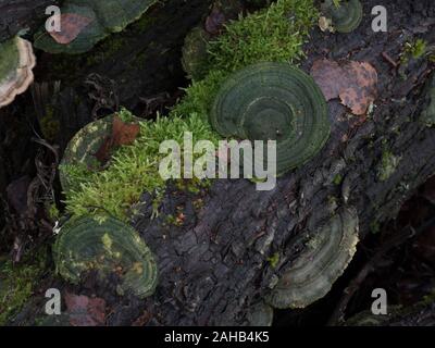 Trametes hirsuta, in Görvälns Naturreservat, Schweden, häufig als haarige Klammer bekannt. Stockfoto