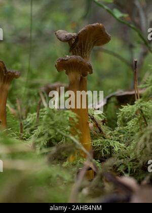 Craterellus tubaeformis (Cantharellus tubaeformis) ist ein Speisepilz, der auch als Yellowfoot, Winterpilz oder Funnel Chanterelle bezeichnet wird. Stockfoto